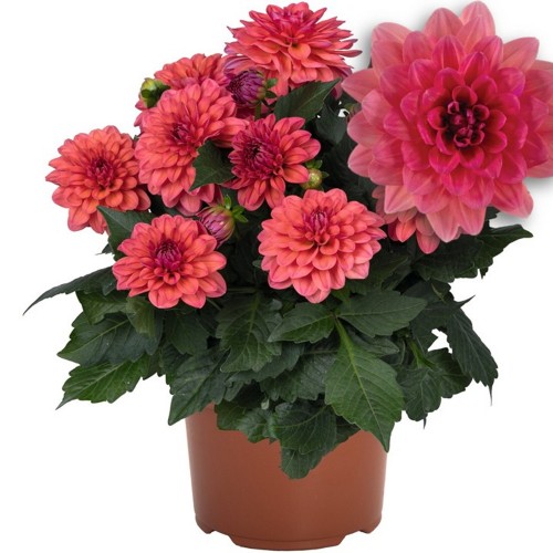 Dahlia hortensis 'Novation® Salmon' - Aeddaalia 'Novation® Salmon'   